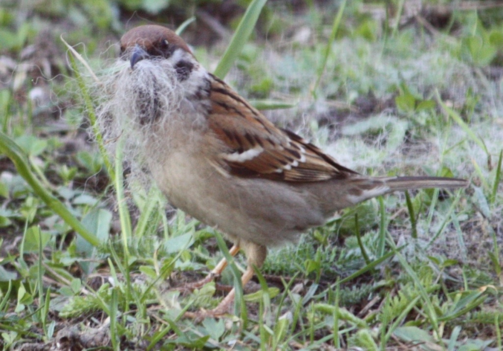 365 Bearded Tree Sparrow  IMG_6026 by annelis
