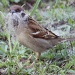 365 Bearded Tree Sparrow  IMG_6026 by annelis