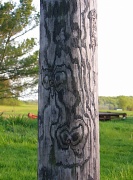 30th Apr 2011 - Day 98 Telephone Pole or Totem Pole? 