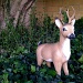 Stalking The Wily Ornamental Deer by bradsworld