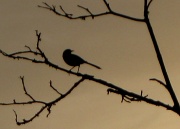 30th Apr 2011 - Bird on a limb
