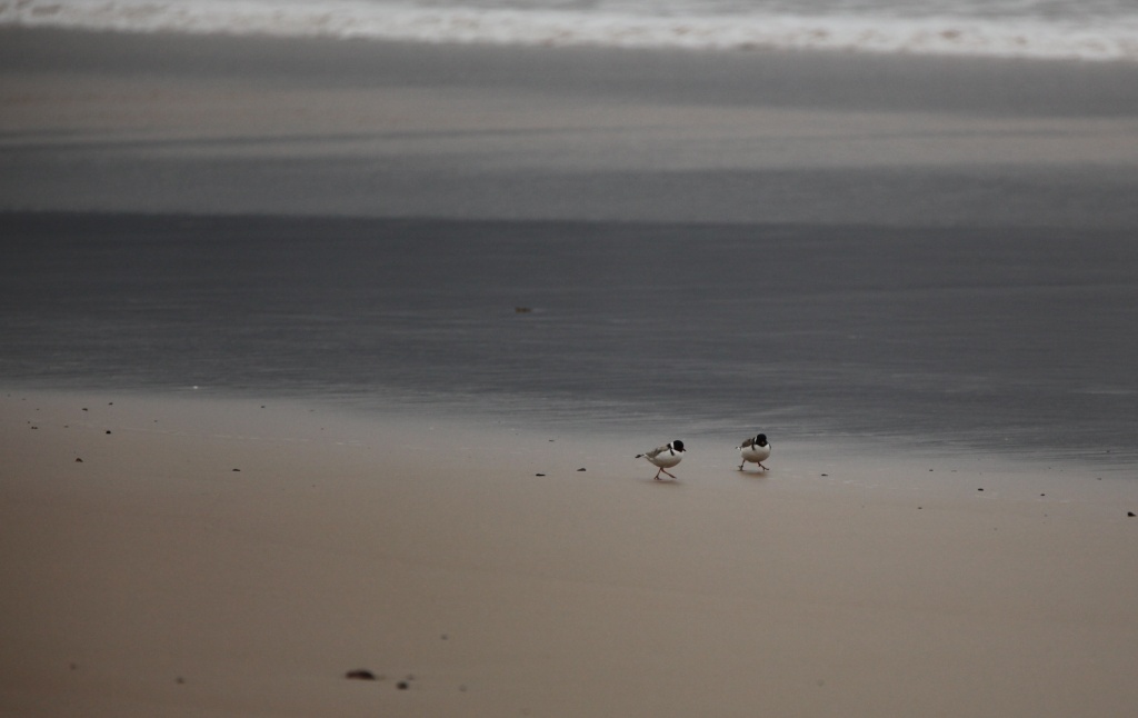 hooded plovers on the beach at Philip Island - oops loaded the wrong one last night by lbmcshutter