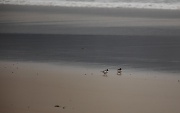 1st May 2011 - hooded plovers on the beach at Philip Island - oops loaded the wrong one last night