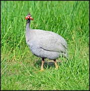 3rd May 2011 - Guineafowl
