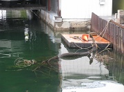 3rd May 2011 - river debris
