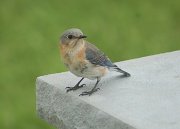 2nd May 2011 - Mama Bluebird