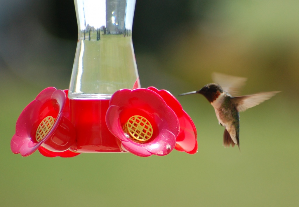 First hummingbird by kdrinkie