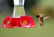 24th Apr 2011 - First hummingbird
