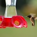 First hummingbird by kdrinkie