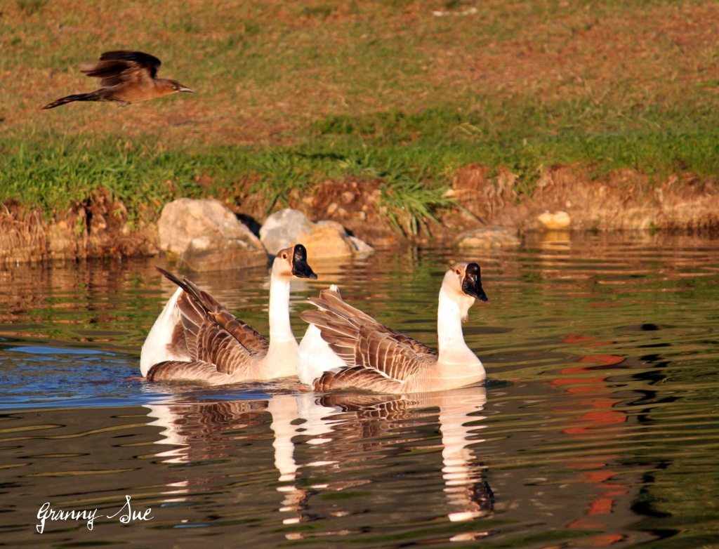 Geese with Bird Surprise by grannysue