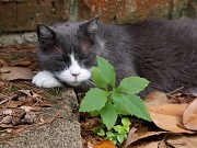 3rd May 2011 - Dreaming of Catnip