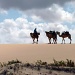 The Camels Are Going Home !! by phil_howcroft