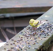 4th May 2011 - Goldfinch