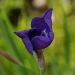 Iris by stownsend