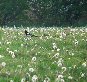 4th May 2011 - Magpie