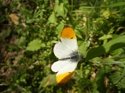 4th May 2011 - Orange tip butterfly.