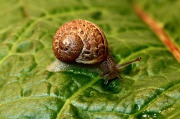 4th May 2011 - Land Snail