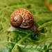 Land Snail by natsnell