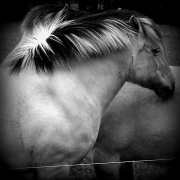 4th May 2011 - Holga horses