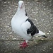 A possible pigeon by manek43509