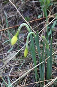 4th May 2011 - Sad little daffodils....