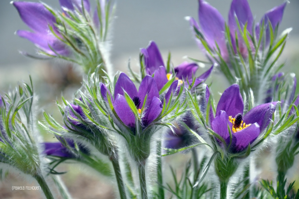 pasque flowers... by earthbeone