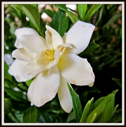 5th May 2011 - First Gardenia