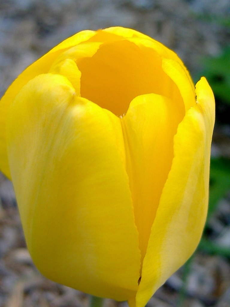 Tulip... by dianezelia