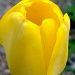 Tulip... by dianezelia