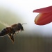 Bee At Work by kerristephens