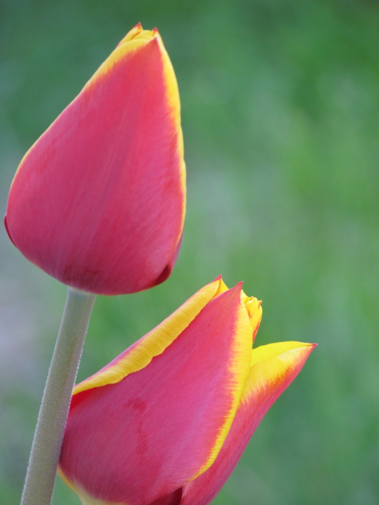 Morning tulips by juletee