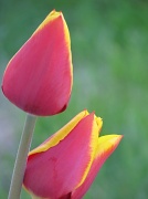 2nd May 2011 - Morning tulips