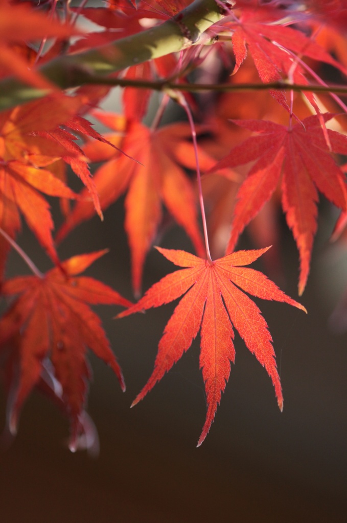Backlight Japanese Maple leaves i their Autumnal finest colours by lbmcshutter