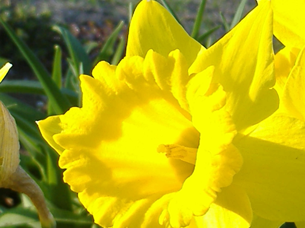 Daffodil  by dianezelia