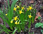 5th May 2011 - Daffodils in the Rain