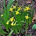 Daffodils in the Rain by cwarrior