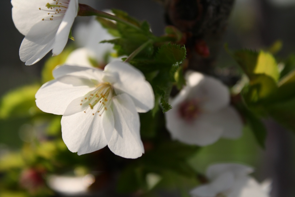 Pretty white blossoms by mittens