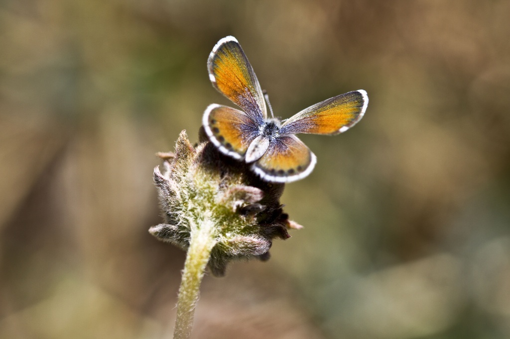 little butterfly by orangecrush