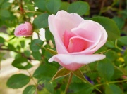 4th May 2011 - Rosa,'Queen Mother'.