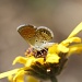 little butterfly #2 by orangecrush