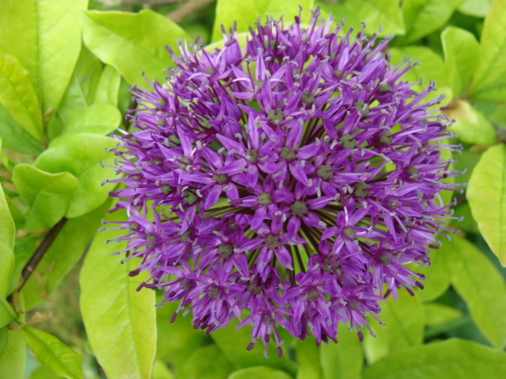 Allium purple sensation by busylady