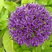 Allium purple sensation by busylady