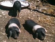 3rd May 2011 - Three Little Pigs