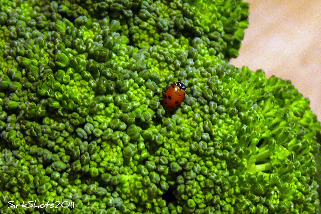 Organic Broccoli by peggysirk