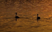 5th May 2011 - On Golden Pond