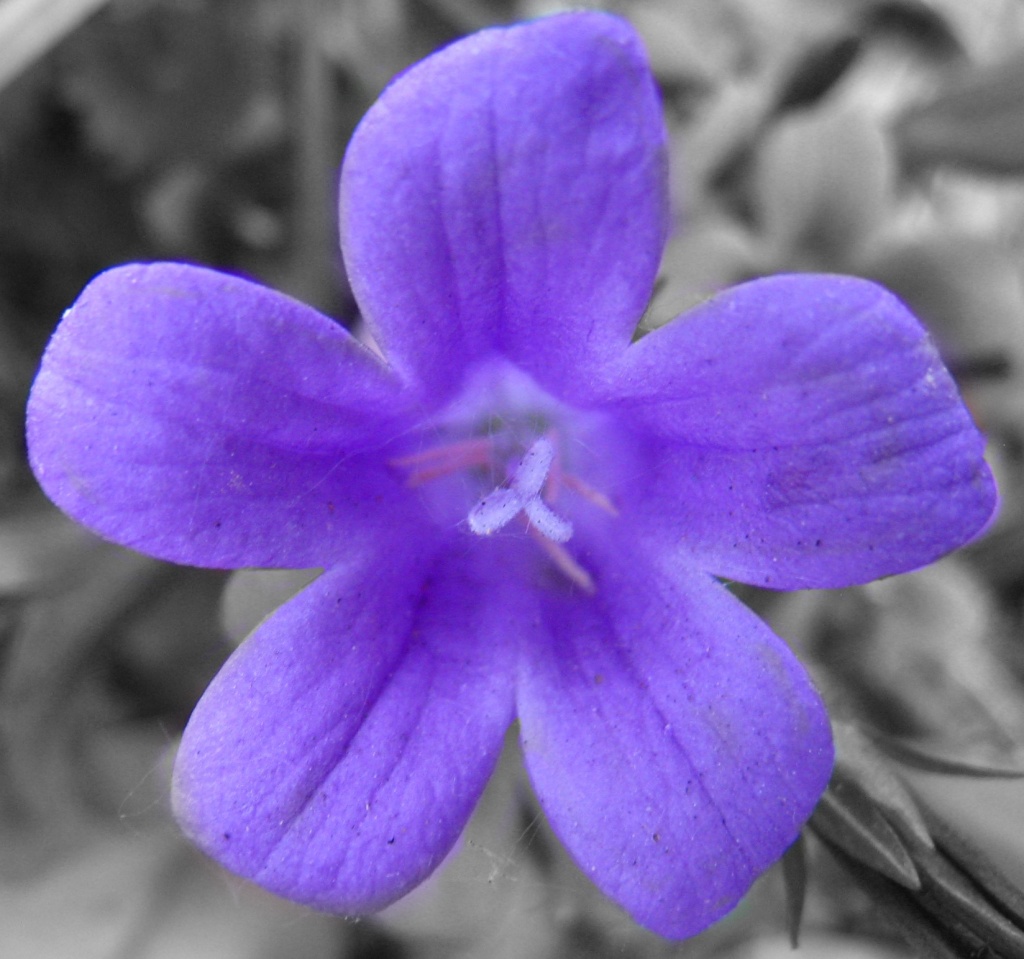 Purple flower by sarahhorsfall