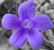 5th May 2011 - Purple flower