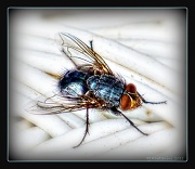 5th May 2011 - The Fly