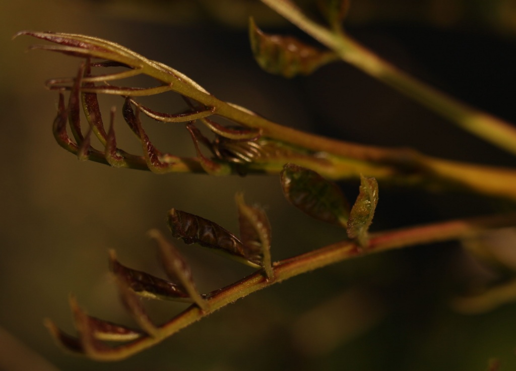 New Leaves Unfurling  by netkonnexion