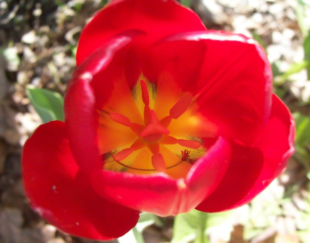 Tulip by julie